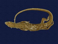 藏品(印度蜓蜥)的圖片